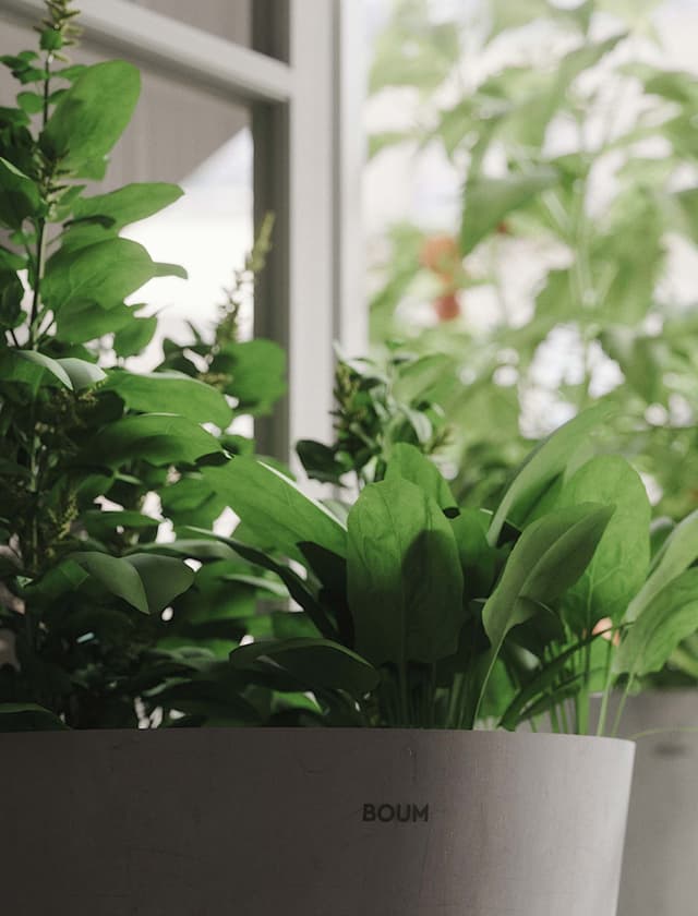 boumpot