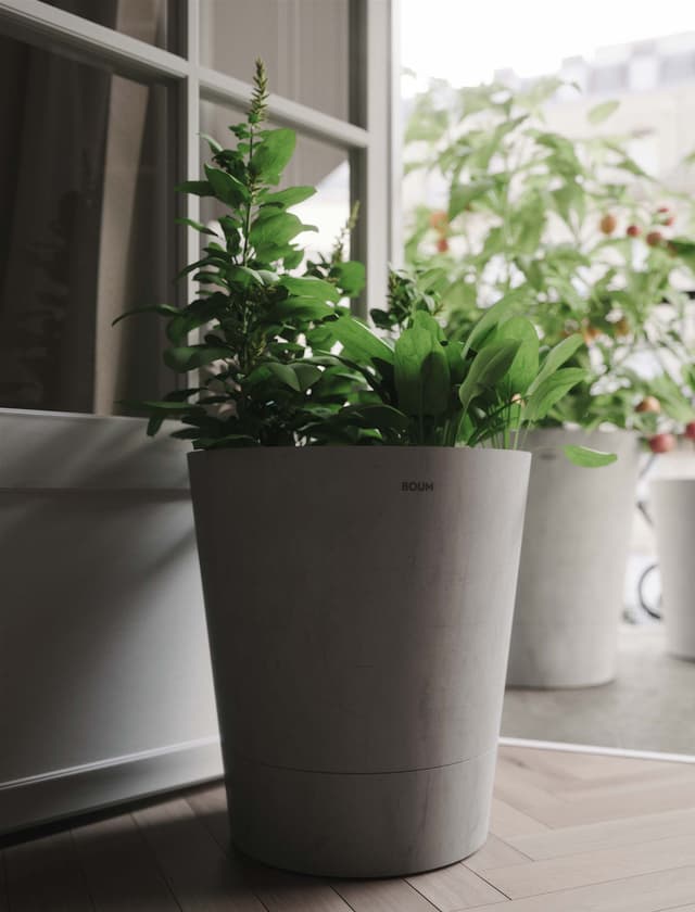 boumpot